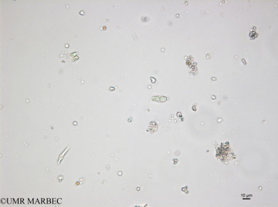 phyto/Bizerte/bizerte_bay/RISCO April 2014/Bacteriastrum sp10 (ancien B. sp4 -150109_001_ovl-4)(copy)_thumb.jpg